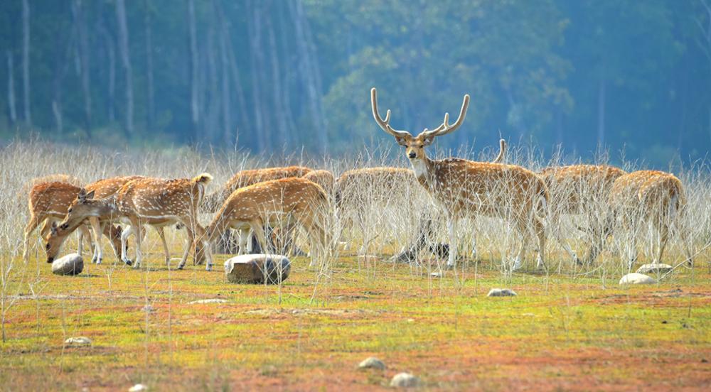 3 parcs nationaux incontournables pour admirer les tigres d'Inde