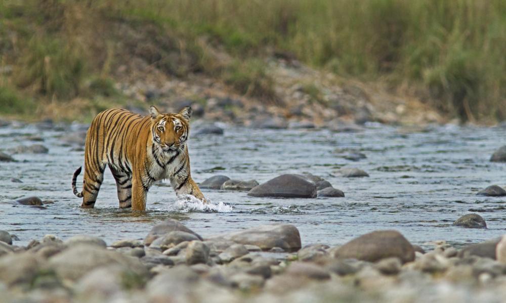 3 parcs nationaux incontournables pour admirer les tigres d'Inde